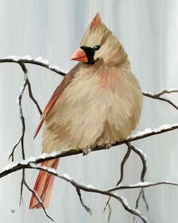 female northern cardinal art