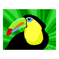 toucan art prints