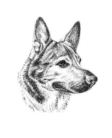 ink dog portraits