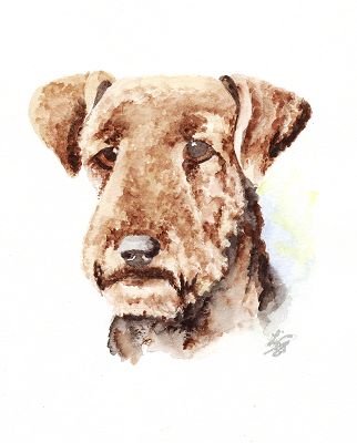 watercolor Airedale Terrier Portrait