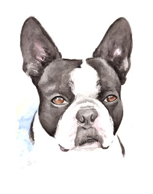 Boston Terrier watercolor portrait