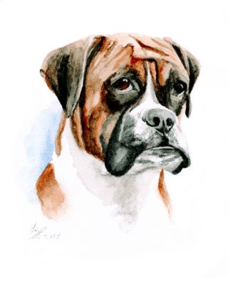 watercolour Boxer dog art