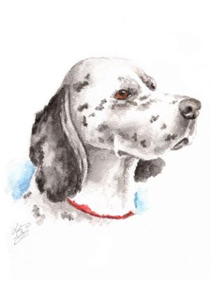 Dalmatian Dog Portrait
