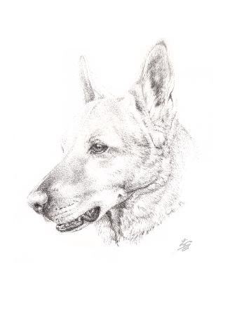 dog portrait