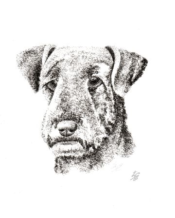 pen and ink Airedale terrier portrait