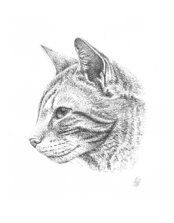 pen and ink cat Portrait