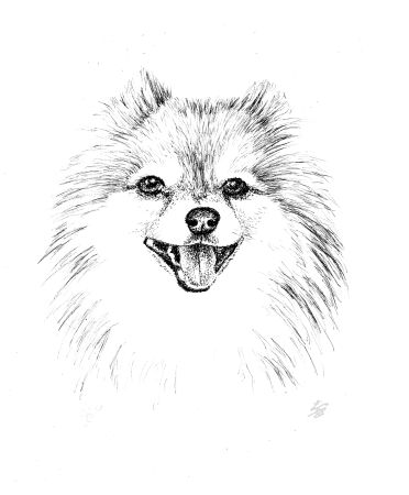 Pomeranian dog art